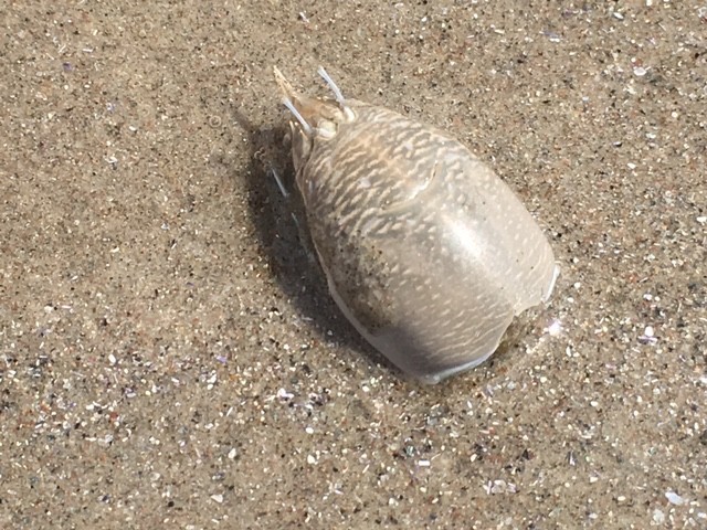 A Walk On The Beach Yields A Surpising Find The Mole Crab The Riverdale Press Www Riverdalepress Com