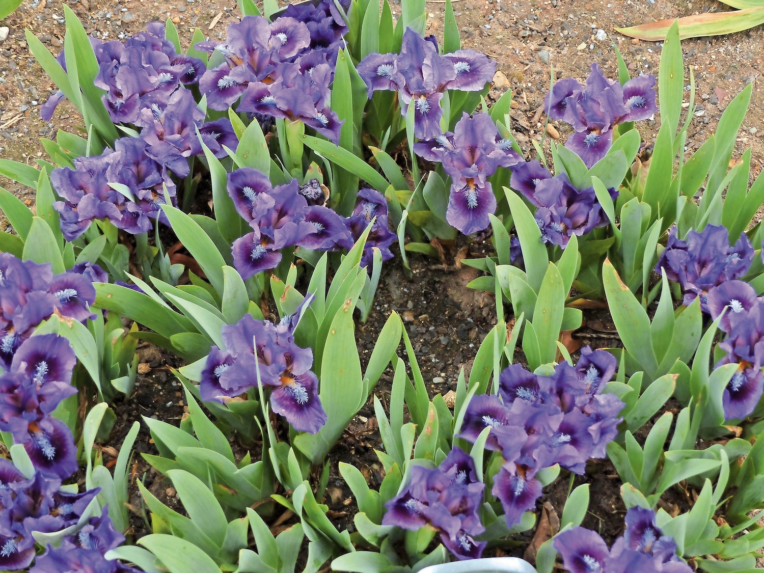 It S Iris Season And It S Really Worth A Trip To Montclair The