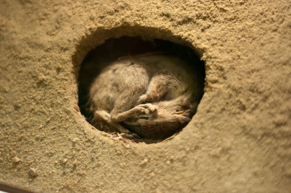 Image result for hibernation