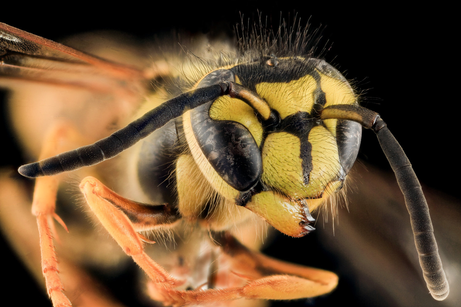 Yellow jackets introduce us to fascinating world of 